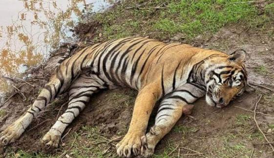 تھائی لینڈ: مہلک وائرس اور بیکٹیریا کے باعث 72 ٹائیگرز ہلاک