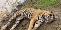 تھائی لینڈ: مہلک وائرس اور بیکٹیریا کے باعث 72 ٹائیگرز ہلاک