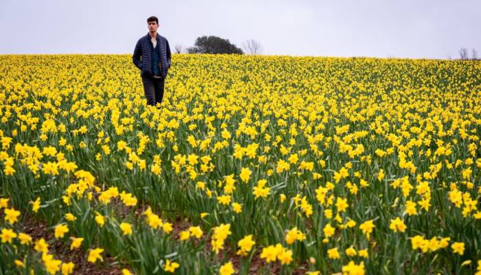 UKs most beautiful spring walk full of daffodils revealed
