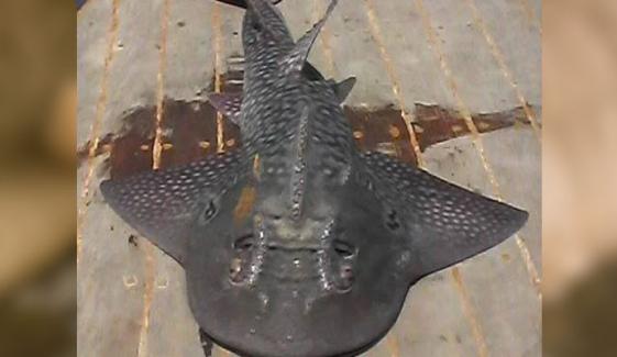 گوادر میں نایاب بوہیڈ گٹارفش 30 میٹر گہرے پانی سے ملی، ڈبلیو ڈبلیو ایف