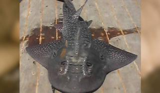 گوادر میں نایاب بوہیڈ گٹارفش 30 میٹر گہرے پانی سے ملی، ڈبلیو ڈبلیو ایف 