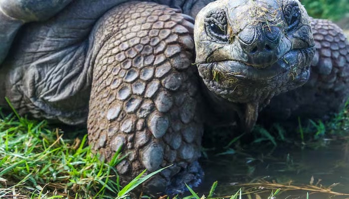 فوٹو بشکریہ بین الاقوامی