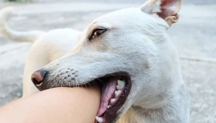 — فائل فوٹو