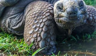 150 سال بعد فلوریانا جزیرے پر دیوہیکل کچھوؤں کی واپسی، ناسا کی مدد سے تاریخی کامیابی