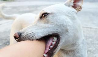 کراچی: میرپورخاص سے تعلق رکھنے والی 10 سالہ بچی ریبیز کے باعث انتقال کرگئی