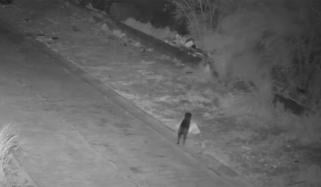 اطالوی شہر ی نے فیس نہ دینے کیلئے کتے کو کچرا پھینکنے کی تربیت دے دی