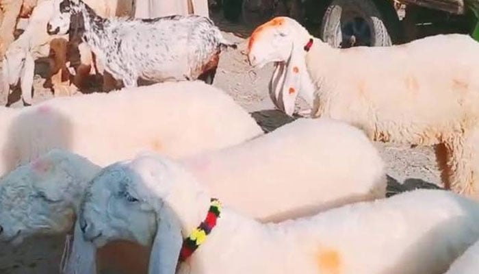 — فائل فوٹو