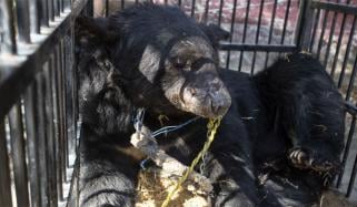 مظفرگڑھ: وائلڈ لائف رینجر اور پولیس کی کارروائی، زنجیروں سے جکڑا کالا ریچھ برآمد 