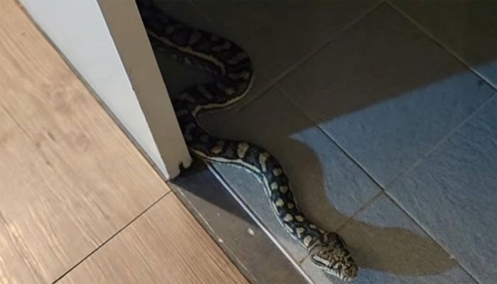 تصویر سوشل میڈیا۔