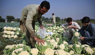 گوبھی سادہ مگر غذائیت سے بھرپور سبزی 