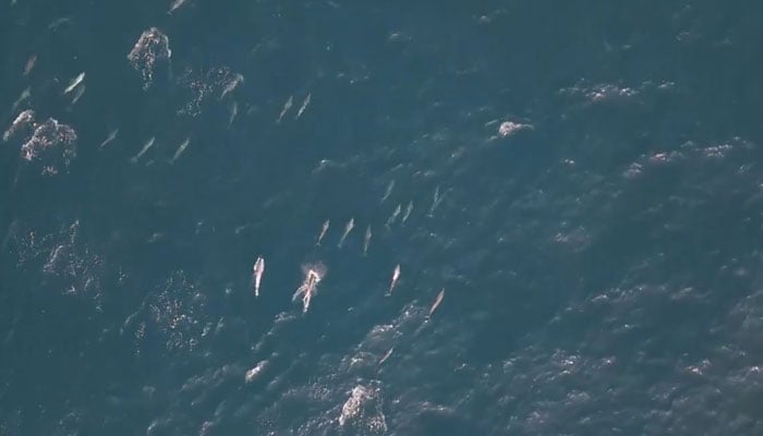 فوٹو اسکرین گریب