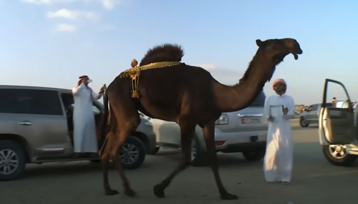 عمان میں اونٹوں کا مقابلہ حسن، بوٹوکس اور پلاسٹک سرجریاں ہونے لگیں