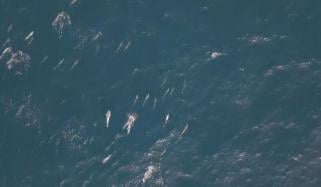 ہنگول کے قریب سمندر میں 100 کے قریب ’اسپنر ڈولفنز‘ کا بڑا غول دیکھا گیا