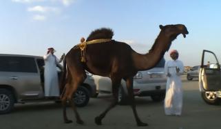عمان میں اونٹوں کا مقابلہ حسن، بوٹوکس اور پلاسٹک سرجریاں ہونے لگیں
