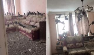 کھڑکی کھلی چھوڑ کر جانیوالے روسی شہری کے فلیٹ پر کبوتروں کا قبضہ 