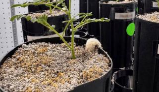 سائنسدانوں نے چاند کی مٹی میں چنے اگا لیے