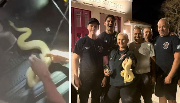 کار کے ڈیش بورڈ میں پھنسے اژدھے کو نکال لیا گیا