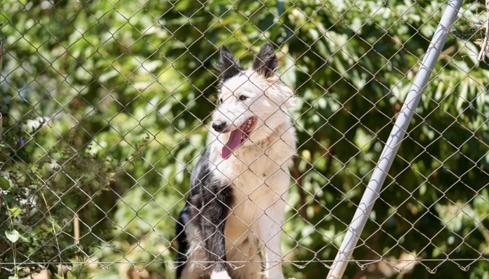 Abandoned pets become hidden victims as expats flee Dubai amid Iran-US war