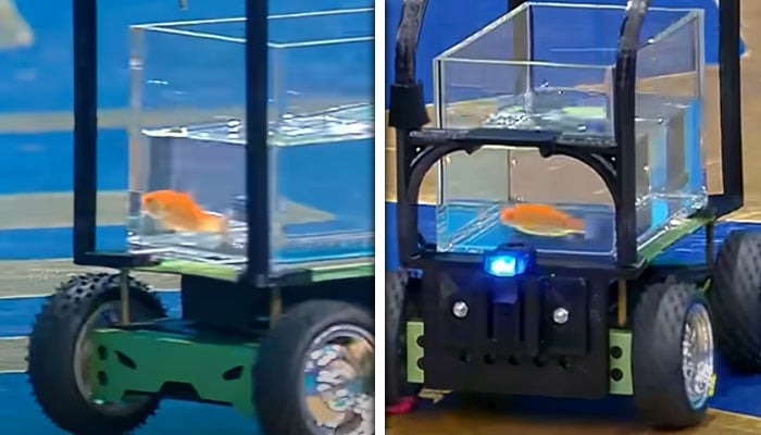 کولاج فوٹو: اسکرین گریب