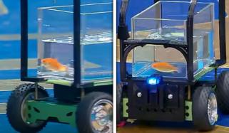 سنہری مچھلی نے کار چلا کر عالمی ریکارڈ بنا دیا