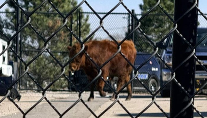 تصویر سوشل میڈیا۔