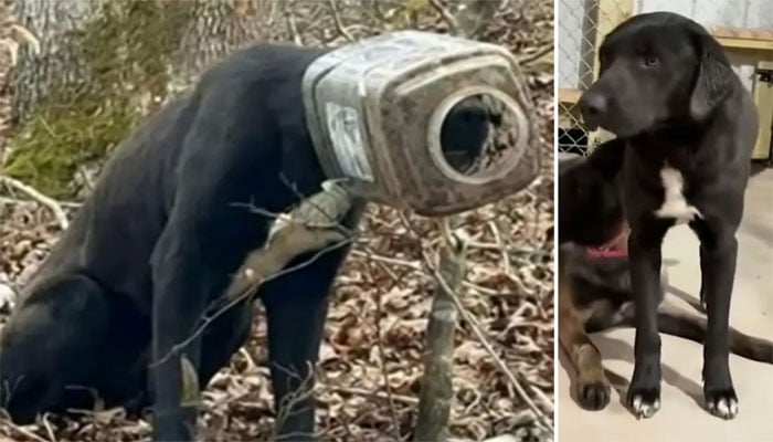 کتے کو اس کے سر پر پھنسی ربر کی بالٹی سے نجات دلادی گئی