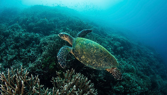 فوٹو بشکریہ اے ایف پی