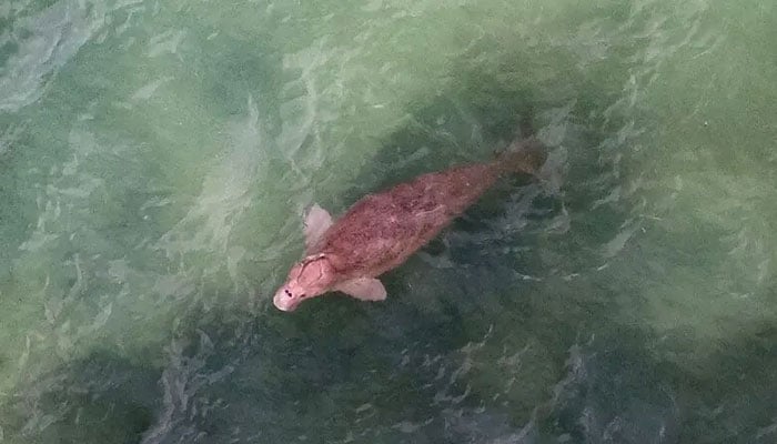 —فوٹو بشکریہ اے ایف پی