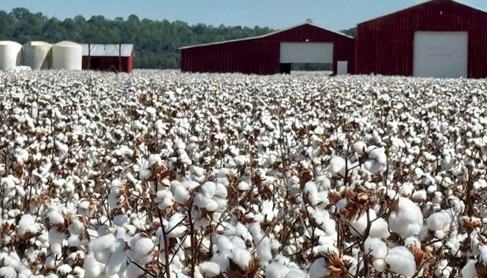 ---فائل فوٹو