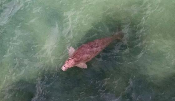 مشرقِ وسطیٰ میں جاری جنگ سے خلیج کی آبی حیات اور پرندوں کو خطرہ