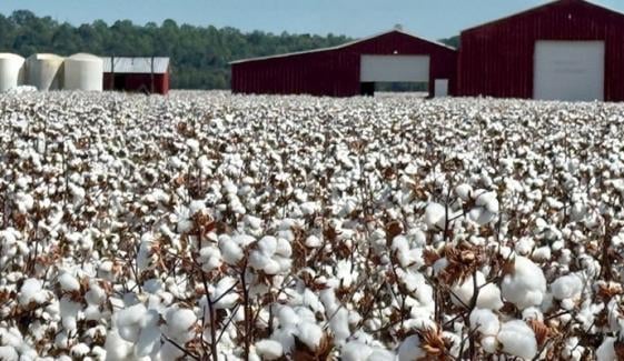 مشرقِ وسطیٰ جنگ کے اثرات پاکستان میں روئی کی قیمتوں پر بھی پڑنے لگے