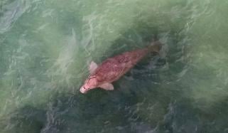 مشرقِ وسطیٰ میں جاری جنگ سے خلیج کی آبی حیات اور پرندوں کو خطرہ