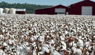 مشرقِ وسطیٰ جنگ کے اثرات پاکستان میں روئی کی قیمتوں پر بھی پڑنے لگے