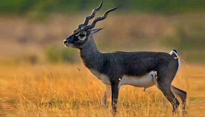 — فائل فوٹو