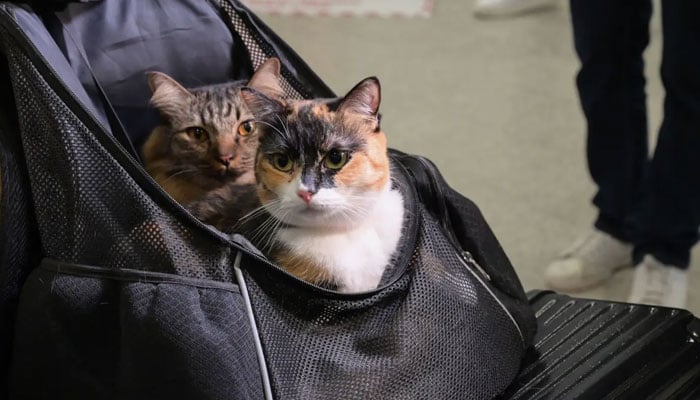 تصویر بشکریہ غیر ملکی میڈیا