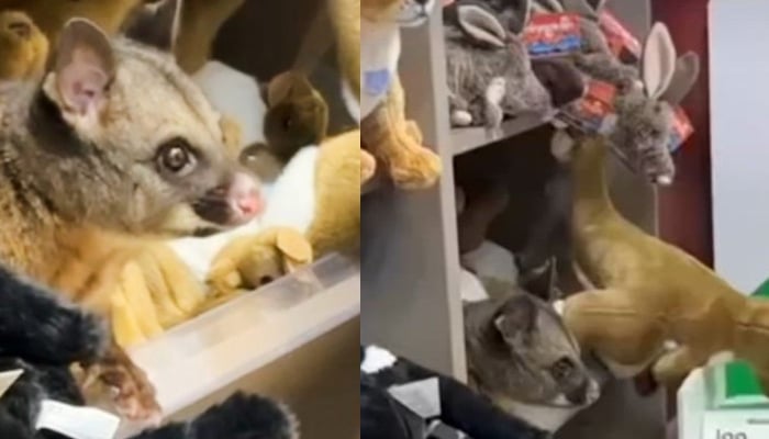 Real possum hides among plush toys in Australia airport gift shop