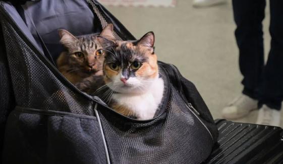 ابوظبی: مشرق وسطیٰ میں پھنسے پالتو جانوروں کے انخلاء کے لیے پہلی فلائٹ