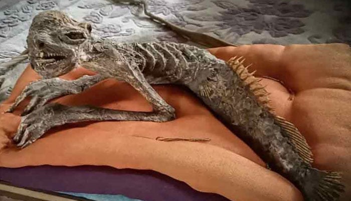 فوٹو بشکریہ جاپانی میڈیا