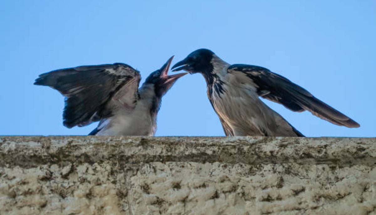 The birds’ behavior has been framed by some as a symbolic warning
