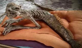 آدھا انسان آدھی مچھلی، جاپان سے ایک پراسرار مخلوق کی باقیات دریافت