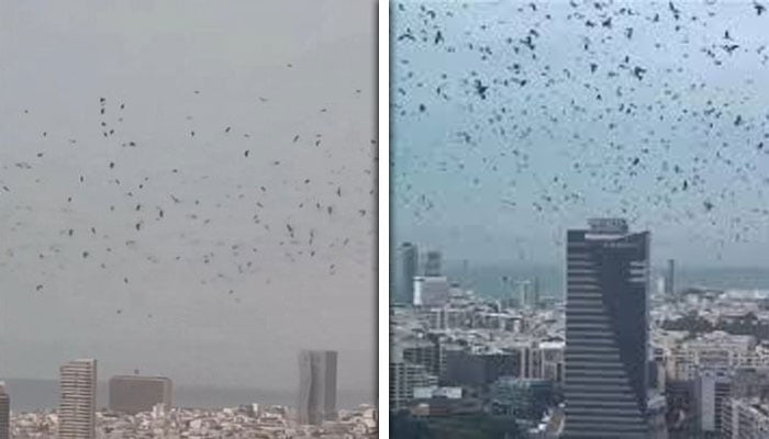 — اسکرین گریبز