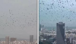 تل ابیب کے آسمان پر کوؤں کے جھنڈ، کیا یہ تباہی کی علامت ہے؟