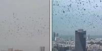 تل ابیب کے آسمان پر کوؤں کے جھنڈ، کیا یہ تباہی کی علامت ہے؟
