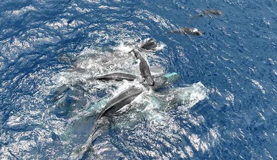 سمندر میں بچے کو جنم دیتی وہیل کو ساتھی وہیلز کا سہارا دینے کا حیران کن منظر