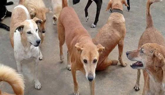 کراچی: گارڈن کا 42 سالہ شخص کتے کے کاٹنے سے جاں بحق