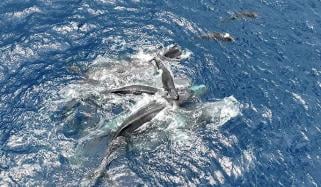 سمندر میں بچے کو جنم دیتی وہیل کو ساتھی وہیلز کا سہارا دینے کا حیران کن منظر