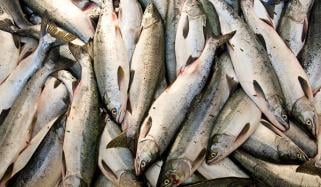 مچھلی کی غیرقانونی خرید و فروخت اور تجارت کرنے والوں کیخلاف کارروائی ہوگی، سندھ فشریز ترمیمی بل منظور