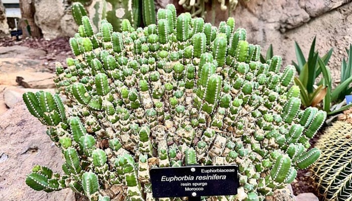 فوٹو: سوشل میڈیا