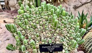 دنیا کا سب سے تیز پودا جس کے آگے مرچ بھی پھیکی رہ گئی