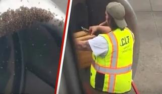 شہد کی مکھیوں نے امریکی فلائٹ کی روانگی میں تاخیر کروادی 